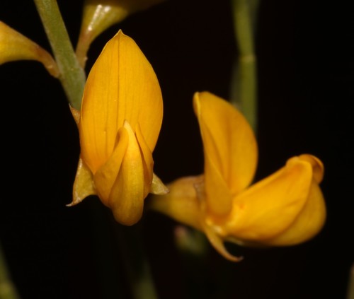 Bokkeveld Ganna (Lebeckia brevicarpa)