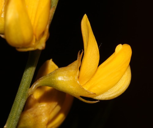 Image of Lebeckia brevicarpa by (c) Brian du Preez, some rights reserved (CC BY-SA)