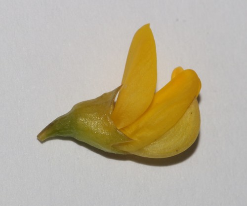 Image of Lebeckia brevicarpa by (c) Brian du Preez, some rights reserved (CC BY-SA)