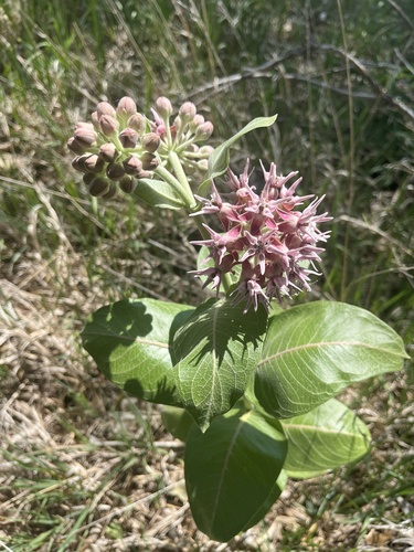 showy milkweed