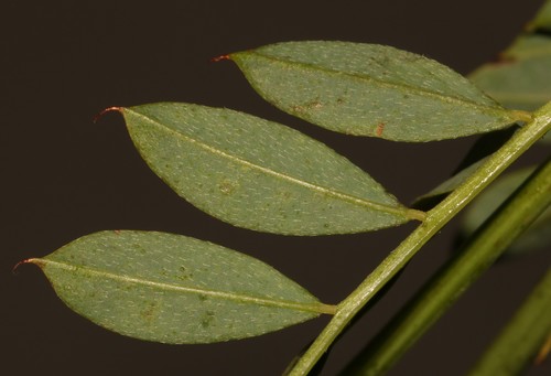 Image of Indigofera stirtonii by (c) Brian du Preez, some rights reserved (CC BY-SA)