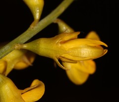 Lebeckia brevicarpa
