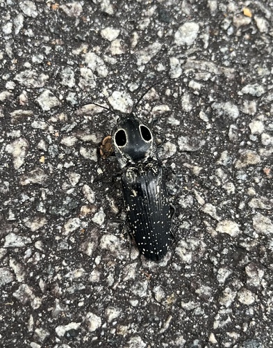Eastern Eyed Click Beetle