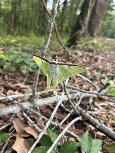 Luna Moth