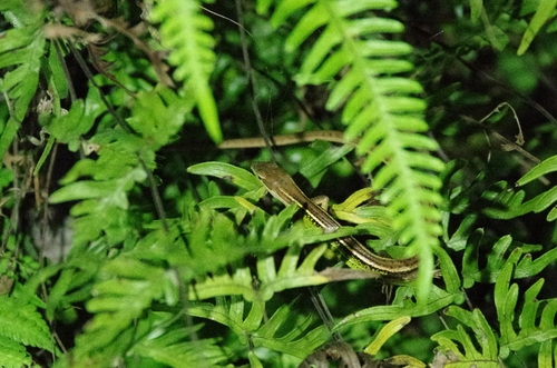 China Grass Lizard