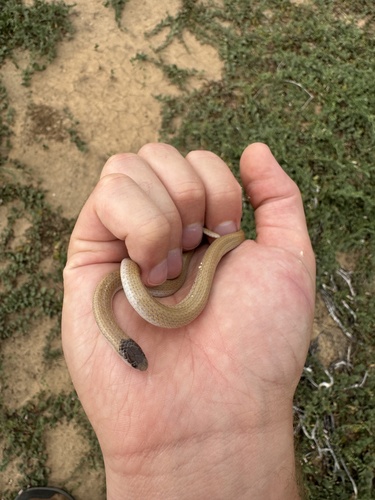 Plains Black-headed Snake