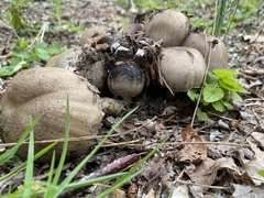 Coprinopsis