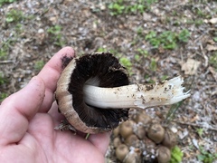 Coprinopsis