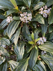 Viburnum davidii