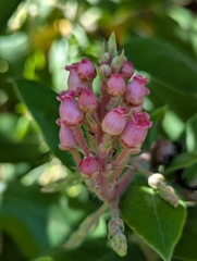 (c) Hank Raizen, some rights reserved (CC BY) Arctostaphylos andersonii, photograph (c) Hank Raizen, some rights reserved (CC BY)