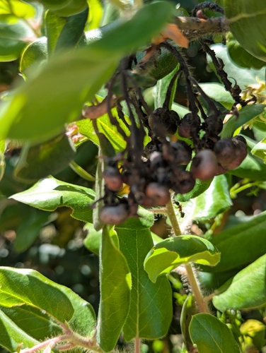 Arctostaphylos andersonii, photograph 5