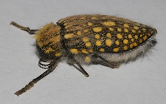 Julodis