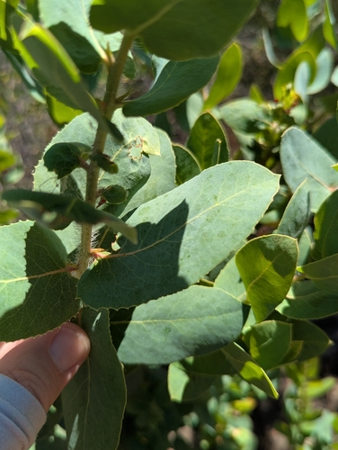 Arctostaphylos andersonii, photograph 6