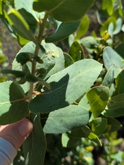 Arctostaphylos andersonii, photograph (c) Hank Raizen, some rights reserved (CC BY)
