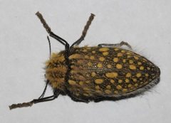 Julodis