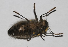 Julodis