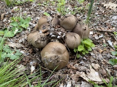 Coprinopsis
