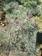 Lomatium columbianum