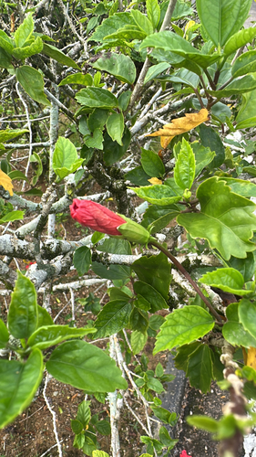 Red Hibiscus