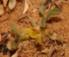 Leobordea esterhuyseana