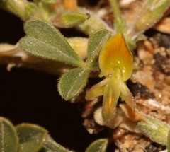 Leobordea esterhuyseana