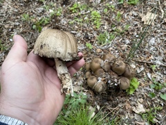 Coprinopsis