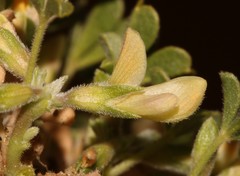 Leobordea esterhuyseana