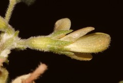 Leobordea esterhuyseana