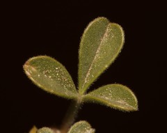 Leobordea esterhuyseana