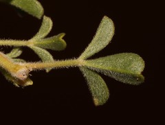 Leobordea esterhuyseana