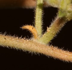 Leobordea esterhuyseana