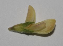 Leobordea esterhuyseana