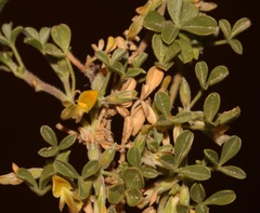 Leobordea esterhuyseana