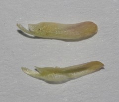 Leobordea esterhuyseana