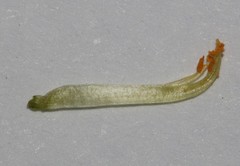 Leobordea esterhuyseana