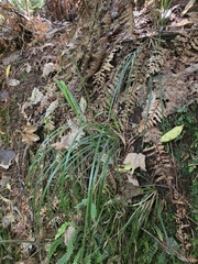 author not stated, no rights reserved Carex uncinata, photograph author not stated, no rights reserved
