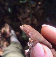 Anolis tropidolepis