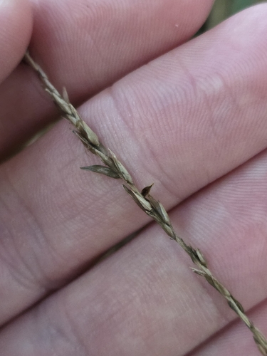Carex uncinata, photograph 6