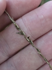 Carex uncinata, photograph author not stated, no rights reserved