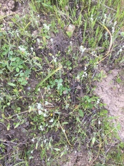 Micropus californicus