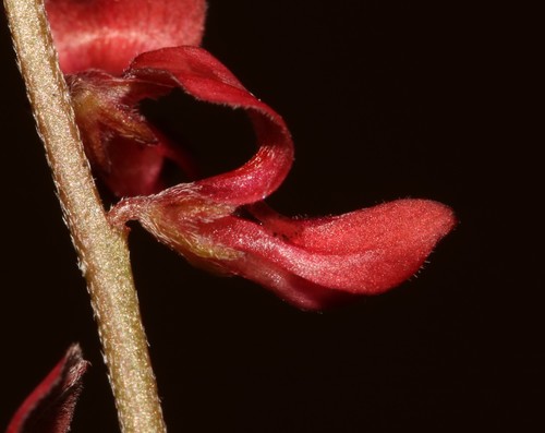 Image of Indigofera jardiniana by (c) Brian du Preez, some rights reserved (CC BY-SA)
