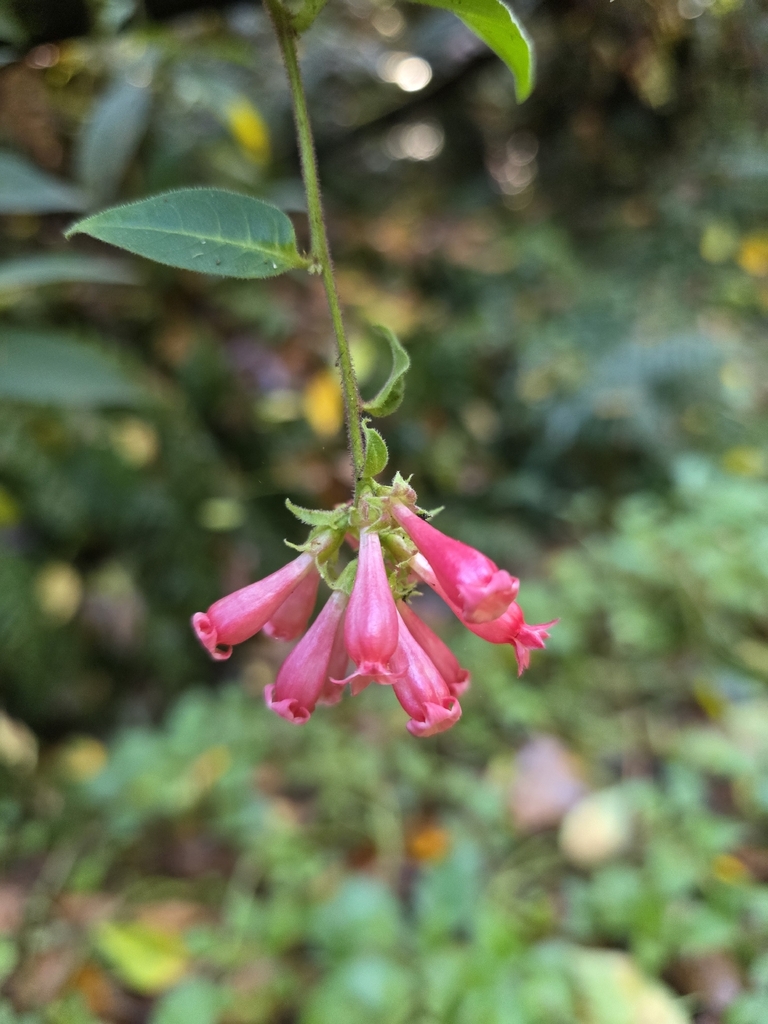 Dạ hương tím – Cestrum elegans