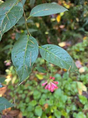 Cestrum elegans, photograph 5