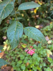 Cestrum elegans, photograph author not stated, no rights reserved