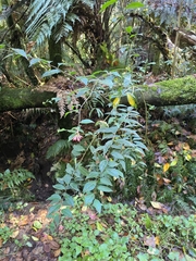 Cestrum elegans, photograph author not stated, no rights reserved