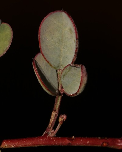 Image of Indigofera jardiniana by (c) Brian du Preez, some rights reserved (CC BY-SA)