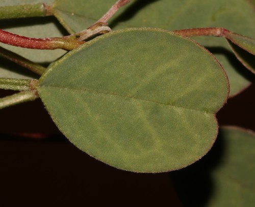 Image of Indigofera jardiniana by (c) Brian du Preez, some rights reserved (CC BY-SA)