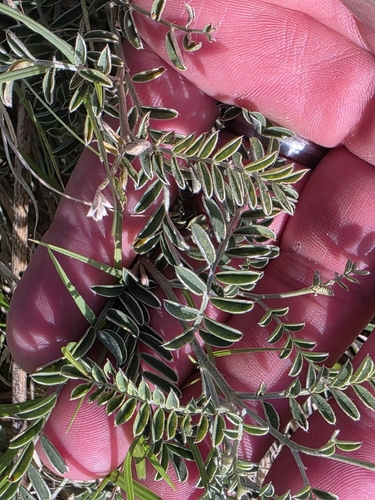 Sophora nuttalliana, 2026-06-09