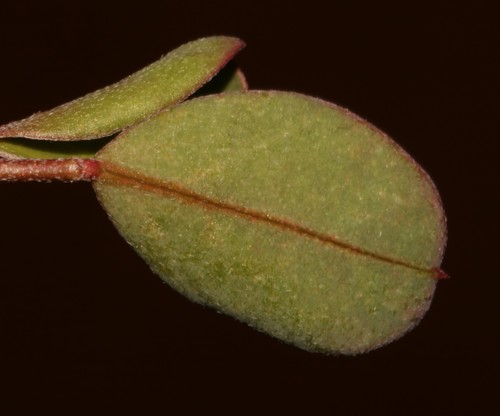 Image of Indigofera jardiniana by (c) Brian du Preez, some rights reserved (CC BY-SA)