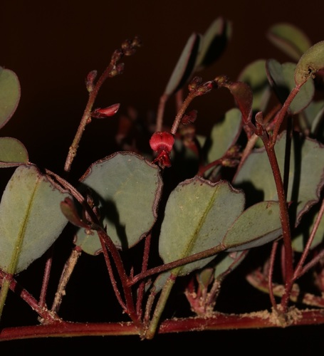 Image of Indigofera jardiniana by (c) Brian du Preez, some rights reserved (CC BY-SA)
